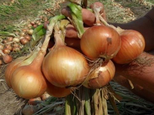 После чего нельзя сажать чеснок. После чего сажать чеснок под зиму, чтобы он вырос крупным и здоровым