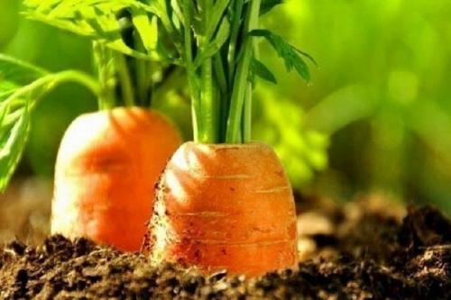 Совместимость посадки лука и чеснока. Совместные посадки: соседи лука на грядке, с чем сажать