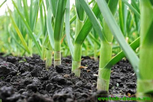 После чего сажать чеснок осенью. После чего можно сажать чеснок осенью