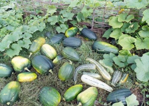 После чего нельзя сажать чеснок. После чего сажать чеснок под зиму, чтобы он вырос крупным и здоровым