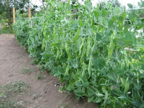 После чего сажать чеснок под зиму и весной. Севооборот ярового чеснока 10