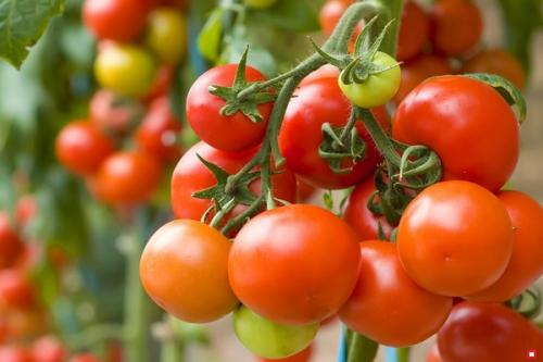 Лучшие соседи гороха. Совместные посадки: соседи гороха участке, с чем сажать рядом