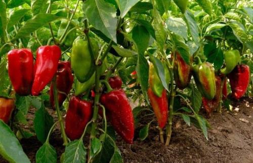 После чего сажать чеснок под зиму и весной. Севооборот ярового чеснока 14