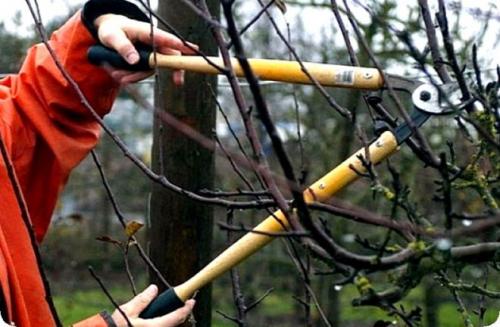 Как обрезать старую грушу осенью. Правильная обрезка груш осенью для повышения урожайности – схемы и инструкция для начинающих