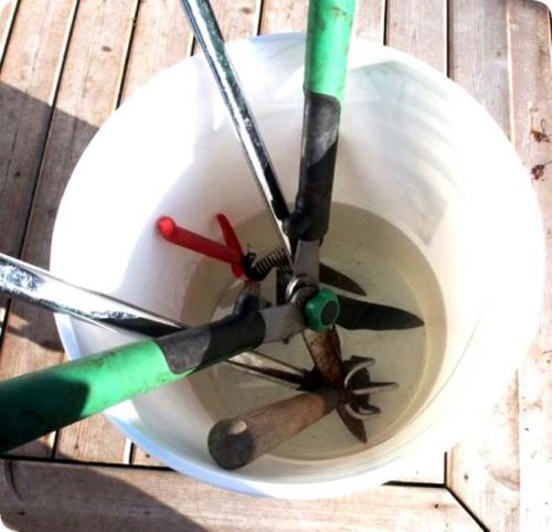 Как обрезать старую грушу осенью. Правильная обрезка груш осенью для повышения урожайности – схемы и инструкция для начинающих