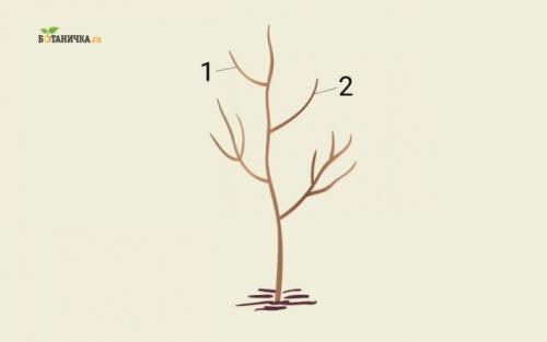 Как обрезать ветки яблони. Повторные обрезки юного дерева – формирование кроны яблони