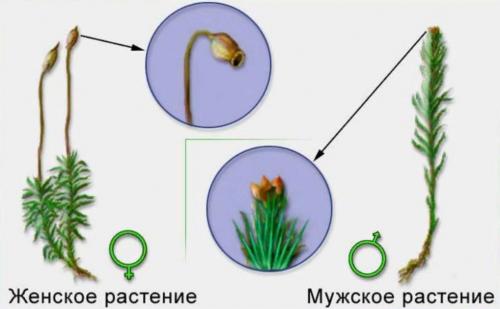 Жизненный цикл мха кукушкин лен обыкновенный: от споры до зрелого растения 13 Жизненный цикл мха кукушкин лен обыкновенный: от споры до зрелого растения 13