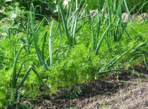 Сосед чеснока. Какие культуры лучше всего сажать рядом