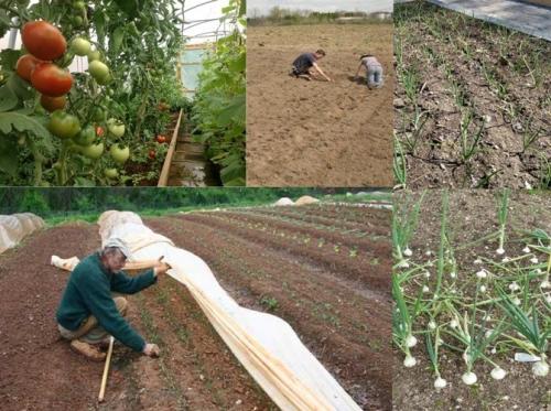 Томаты и чеснок на одной грядке. Стоит ли сажать чеснок с помидорами