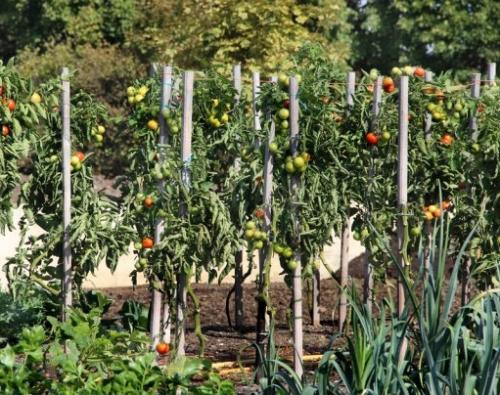 Сосед чеснока. Какие культуры лучше всего сажать рядом