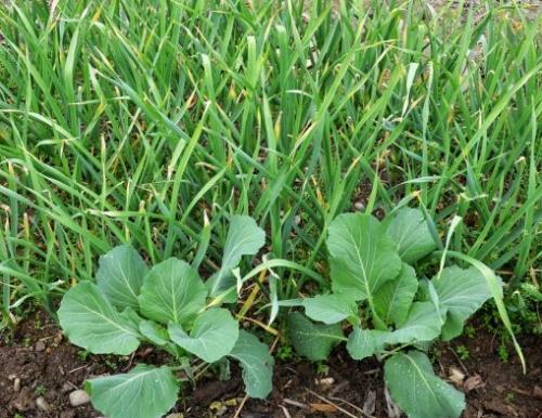 Сосед чеснока. Какие культуры лучше всего сажать рядом