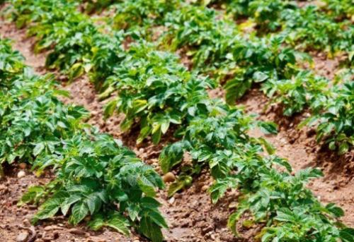 Сосед чеснока. Какие культуры лучше всего сажать рядом