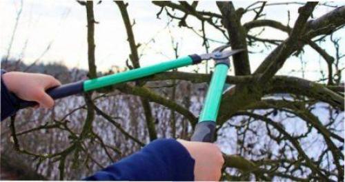 Весенняя обрезка деревьев для начинающих в картинках. Сроки обрезки плодовых деревьев весной 05 Весенняя обрезка деревьев для начинающих в картинках. Сроки обрезки плодовых деревьев весной 05