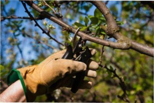 Весенняя обрезка деревьев для начинающих в картинках. Сроки обрезки плодовых деревьев весной 04 Весенняя обрезка деревьев для начинающих в картинках. Сроки обрезки плодовых деревьев весной 04