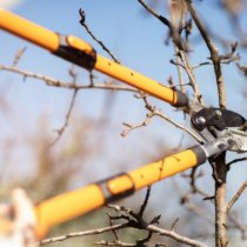 Чем обрезать деревья. Что понадобится для обрезки сада?