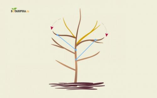 Как обрезать яблоню правильно. Особенности обрезки каркасных веток яблони