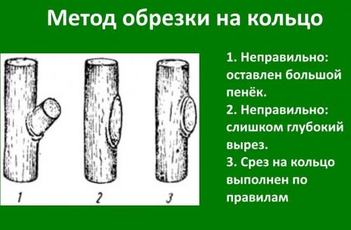 Как обрезать старую яблоню осенью. Лучшее время обрезки старой яблони