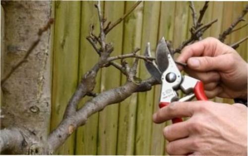 Весенняя обрезка деревьев для начинающих в картинках. Сроки обрезки плодовых деревьев весной 01 Весенняя обрезка деревьев для начинающих в картинках. Сроки обрезки плодовых деревьев весной 01