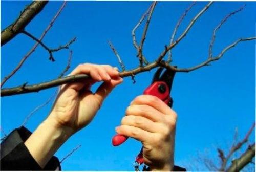 Весенняя обрезка деревьев для начинающих в картинках. Сроки обрезки плодовых деревьев весной 02 Весенняя обрезка деревьев для начинающих в картинках. Сроки обрезки плодовых деревьев весной 02