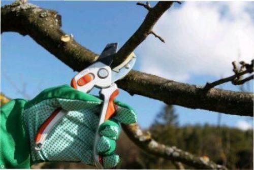 Весенняя обрезка деревьев для начинающих в картинках. Сроки обрезки плодовых деревьев весной 03 Весенняя обрезка деревьев для начинающих в картинках. Сроки обрезки плодовых деревьев весной 03