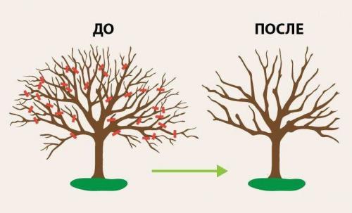Как обрезать старую яблоню осенью. Лучшее время обрезки старой яблони