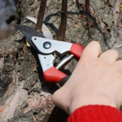 Чем обрезать деревья. Что понадобится для обрезки сада?