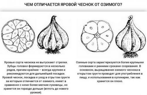 Как быстро посадить чеснок. Посадка озимого чеснока осенью – подготовка семян и грядок, сроки и секреты ухода
