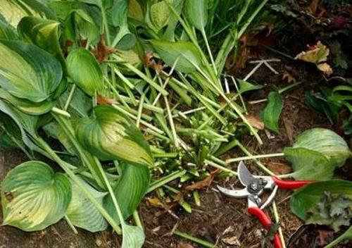 Нужно ли обрезать хосту на зиму. Подготовка хосты к зиме: что нужно делать