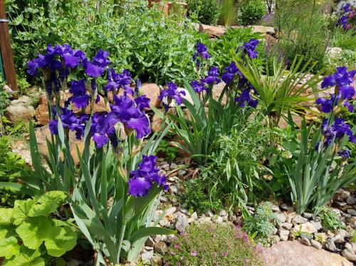 Обрезка ирисов осенью. Уход за ирисами осенью: в чем секрет подготовки к зиме?