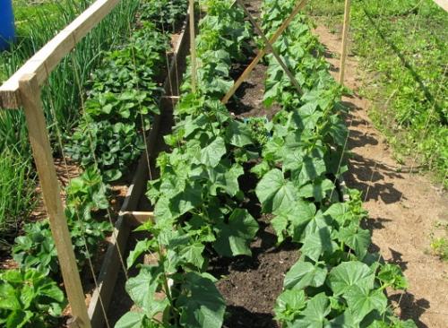 Что можно посадить рядом с чесноком. Какие культуры лучше всего сажать рядом