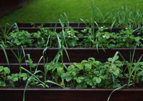 Что можно посадить рядом с чесноком. Какие культуры лучше всего сажать рядом