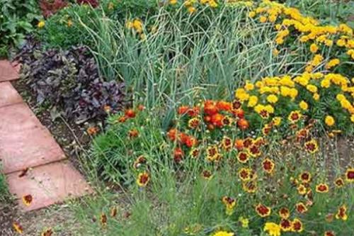 Что можно посадить рядом с чесноком. Какие культуры лучше всего сажать рядом