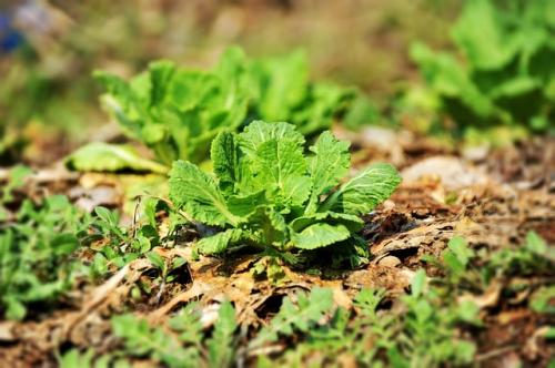 Что посадить после чеснока на следующий год. Что посадить после чеснока в этом и следующем году 09 Что посадить после чеснока на следующий год. Что посадить после чеснока в этом и следующем году 09