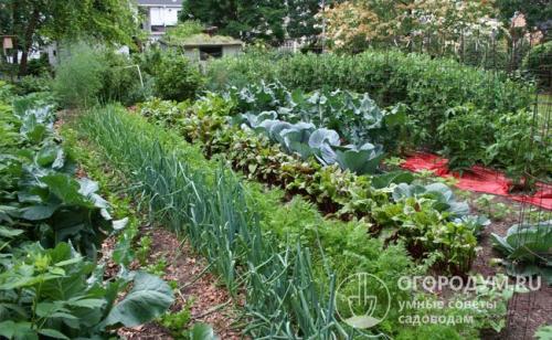 Что посадить после капусты. Севооборот огородных культур