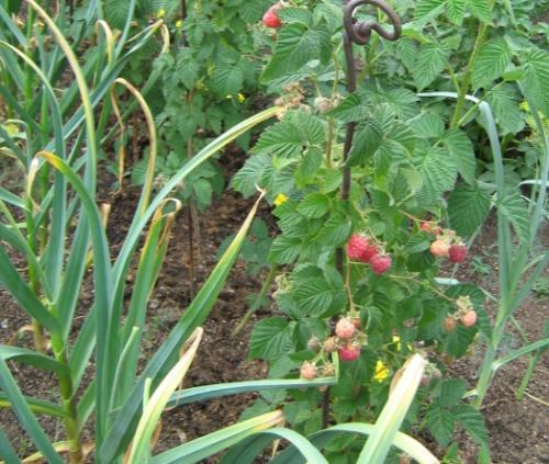 Что можно посадить рядом с чесноком. Какие культуры лучше всего сажать рядом