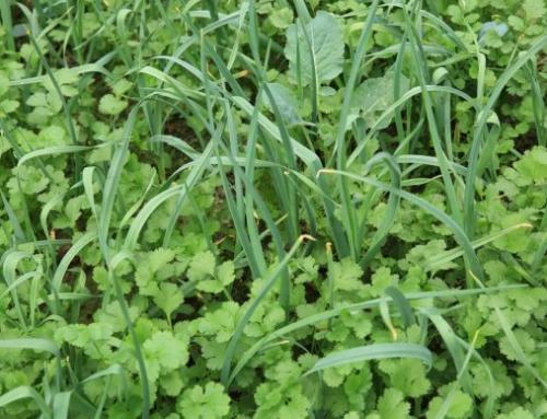 Что можно посадить рядом с чесноком. Какие культуры лучше всего сажать рядом