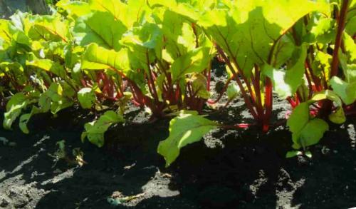 Можно ли сажать свеклу рядом с чесноком. Что можно сажать рядом со свеклой: соблюдение севооборота