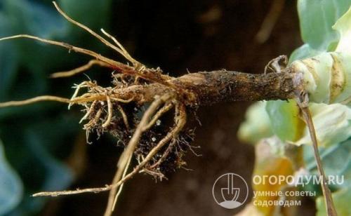 Что посадить после капусты. Севооборот огородных культур