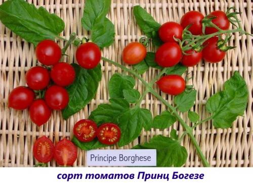 Сорта томатов для вяления. Какие сорта помидоров для вяления лучше всего использовать, чтобы получить вкусный продукт