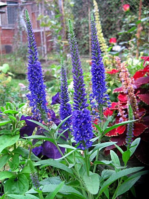 Вероника колосистая голубая. Вероника колосковая — ботаническая справка