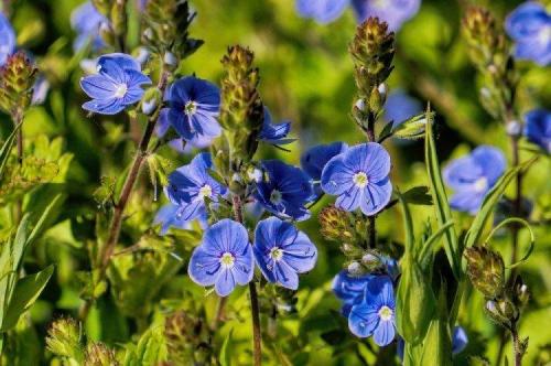 Рассада вероники в домашних условиях. Цветок вероника (50 фото): виды, уход и посадка в открытом грунте