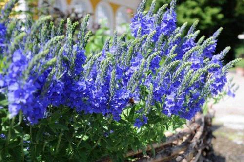 Рассада вероники в домашних условиях. Цветок вероника (50 фото): виды, уход и посадка в открытом грунте