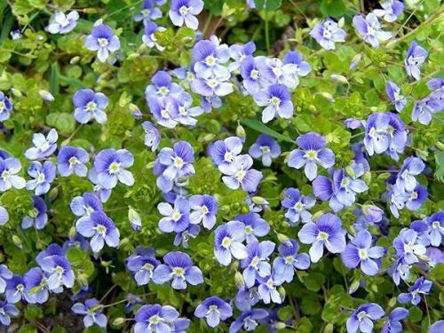 Чудесная вероника в саду. Вероника цветок выращивание