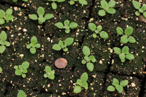 Как размножить веронику. Как вырастить рассаду вероники в домашних условиях