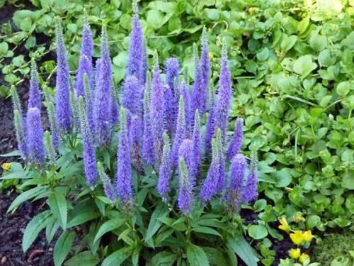 Чудесная вероника в саду. Вероника цветок выращивание