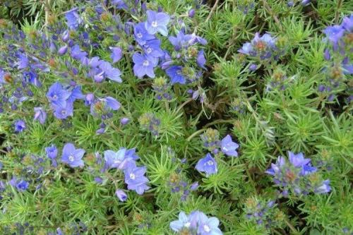 Рассада вероники в домашних условиях. Цветок вероника (50 фото): виды, уход и посадка в открытом грунте