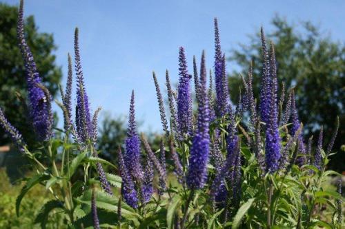 Рассада вероники в домашних условиях. Цветок вероника (50 фото): виды, уход и посадка в открытом грунте