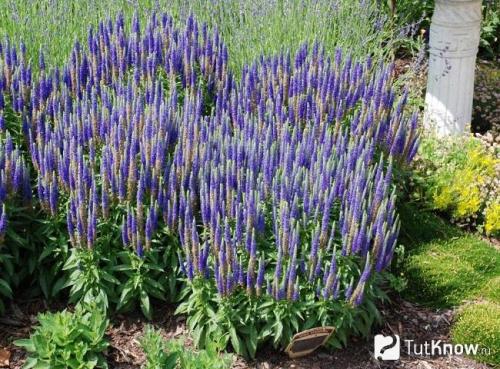 Рассада вероники в домашних условиях. Цветок вероника (50 фото): виды, уход и посадка в открытом грунте 16