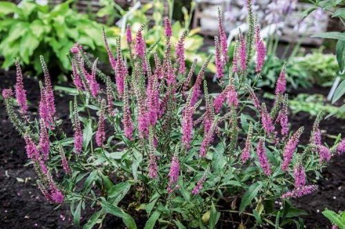 Рассада вероники в домашних условиях. Цветок вероника (50 фото): виды, уход и посадка в открытом грунте