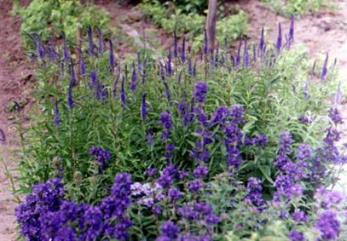 Вероника колосистая форум. Вероника